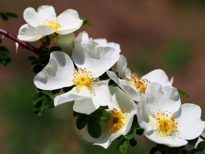 Rosa omeiensis image