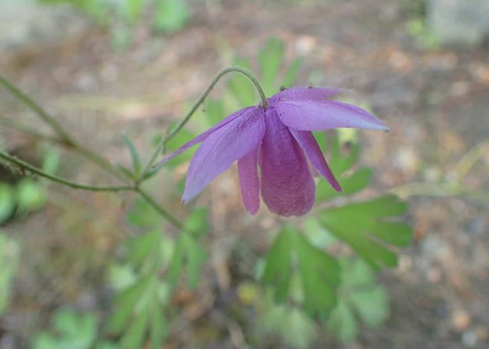 Aquilegia ecalcarata image