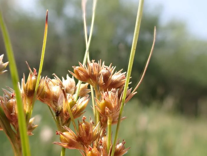 Juncus confusus image
