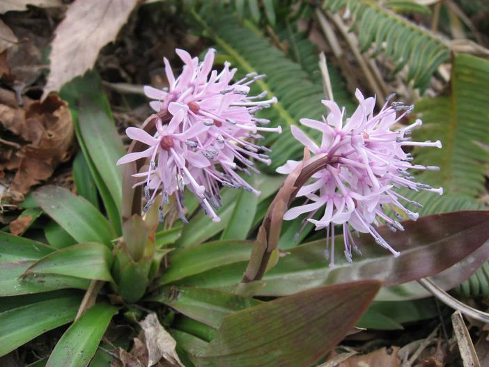 Heloniopsis orientalis image