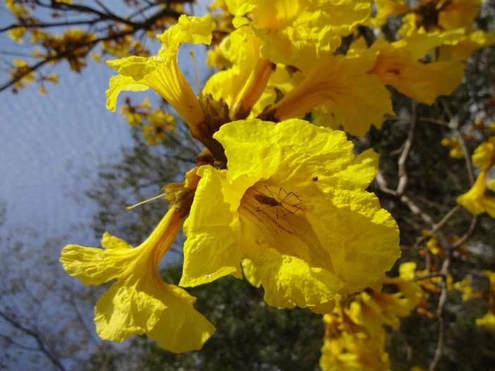 Handroanthus serratifolius image