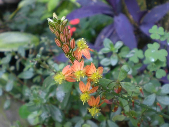 Bulbine frutescens image