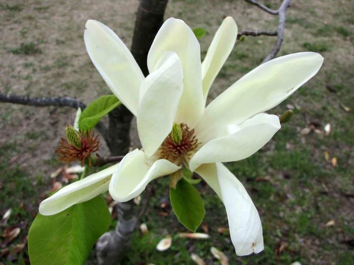 Magnolia acuminata image