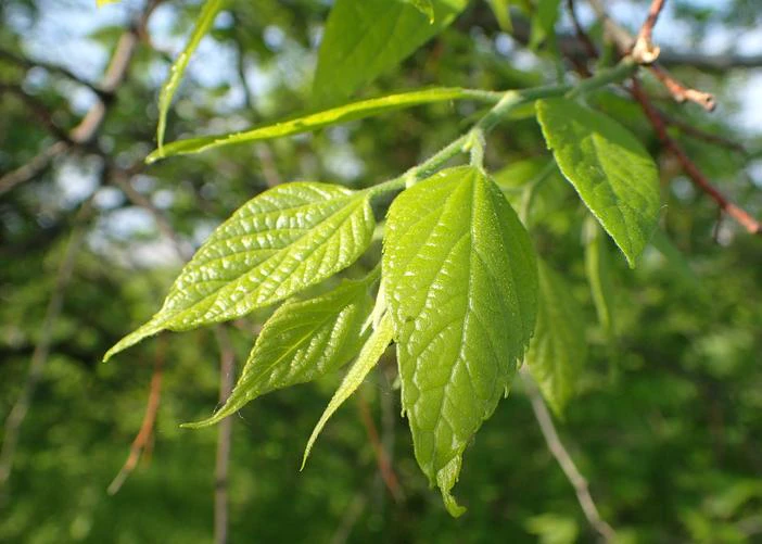 Celtis bungeana image