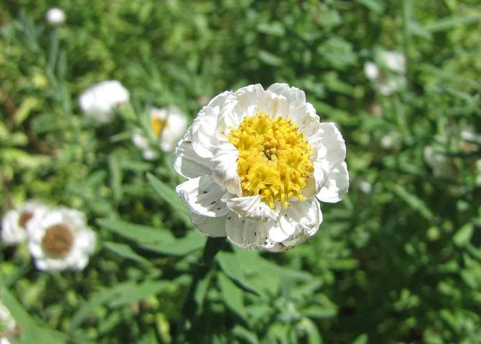 Rhodanthe anthemoides image