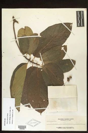 Ficus melinocarpa image