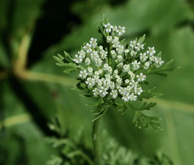 Daucus pusillus image