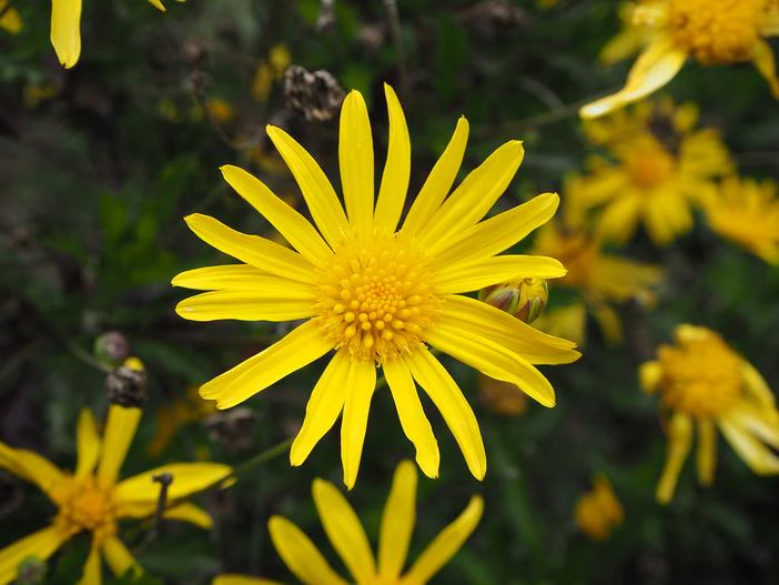 Euryops chrysanthemoides image
