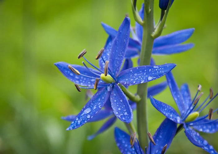 Camassia leichtlinii image