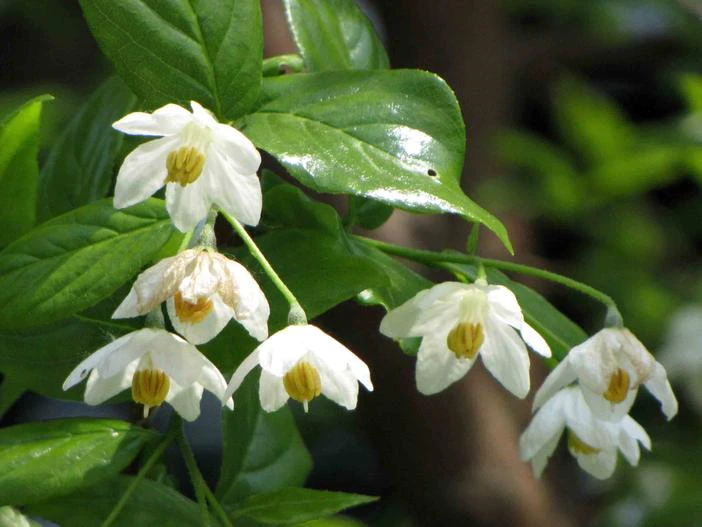 Sinojackia xylocarpa image