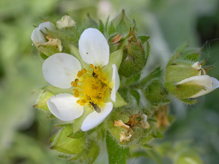 Drymocallis glandulosa var. glandulosa image