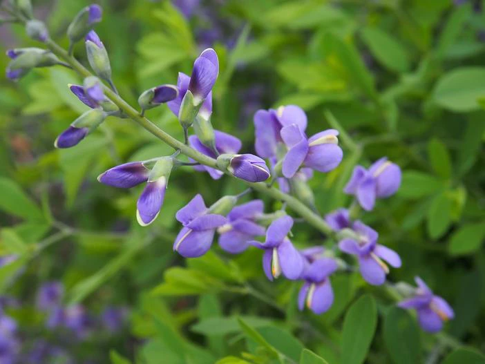 Baptisia minor image