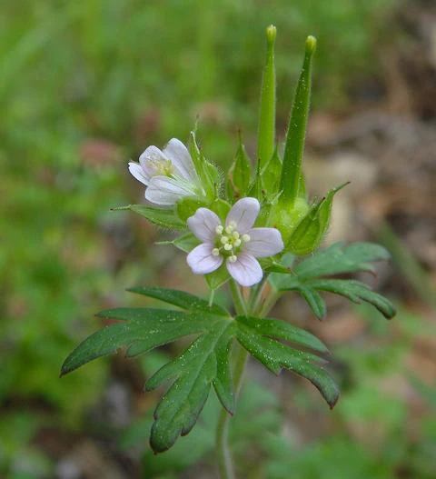 Geranium carolinianum image