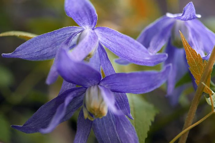 Clematis alpina image