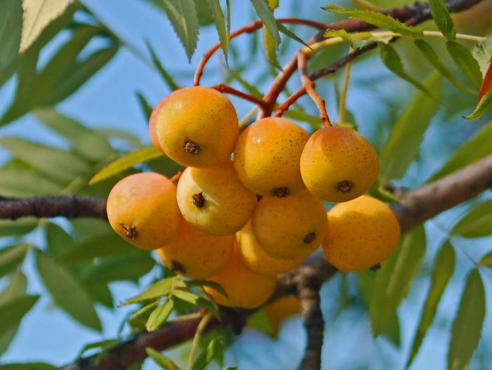 Sorbus domestica image