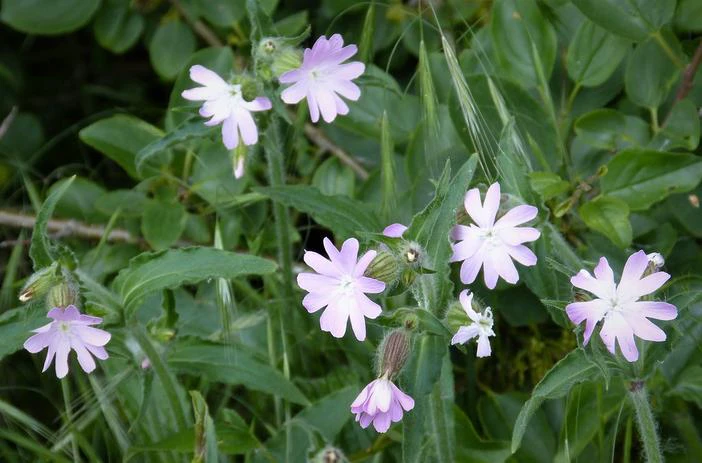 Silene latifolia subsp. alba image