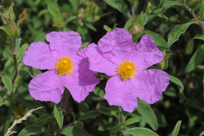 Cistus ×incanus image