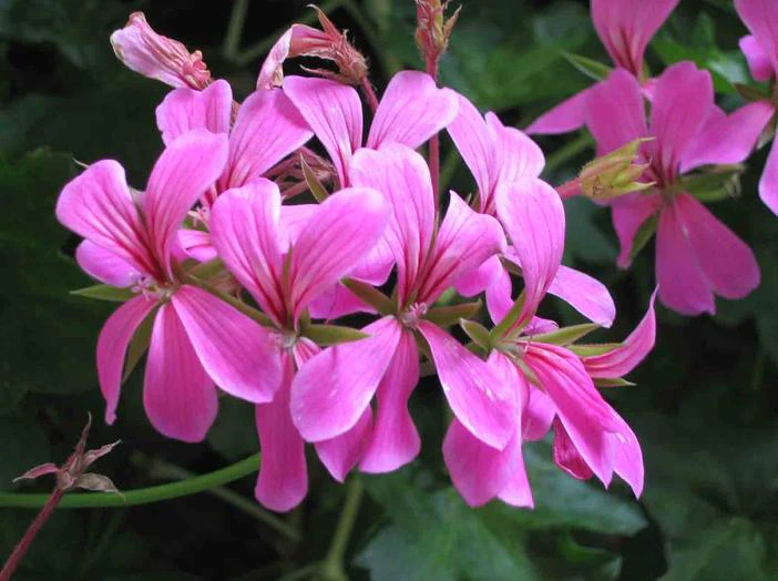 Pelargonium peltatum image