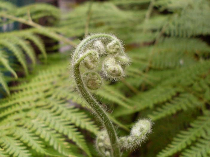 Pteridium esculentum image