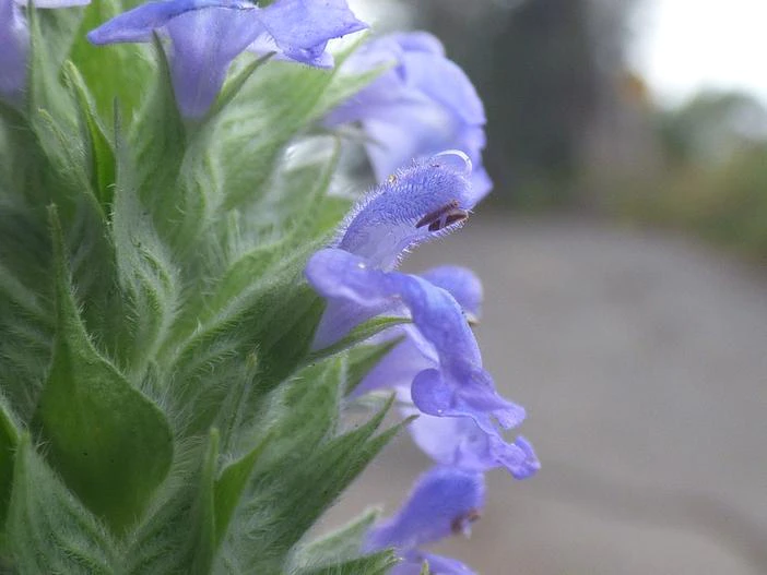 Salvia hispanica image