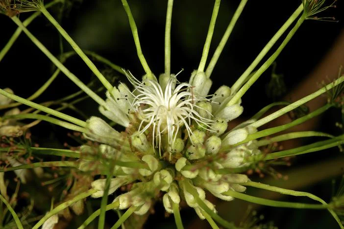 Albizia adianthifolia image