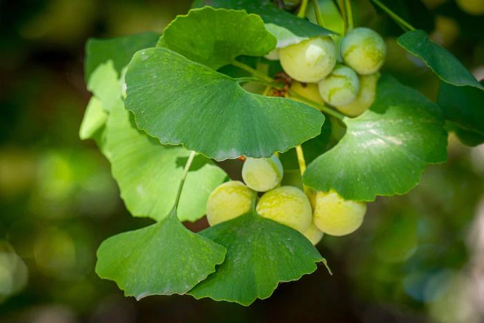 Ginkgo biloba image