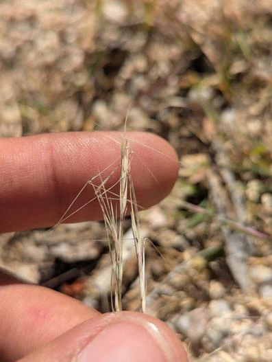 Aristida glabrata image