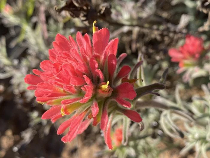 Castilleja foliolosa image