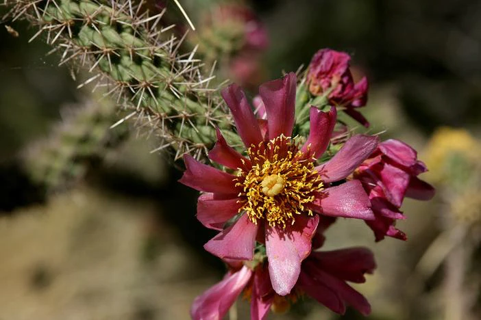 Cylindropuntia spinosior image