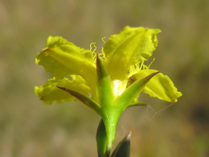 Liparophyllum exaltatum image