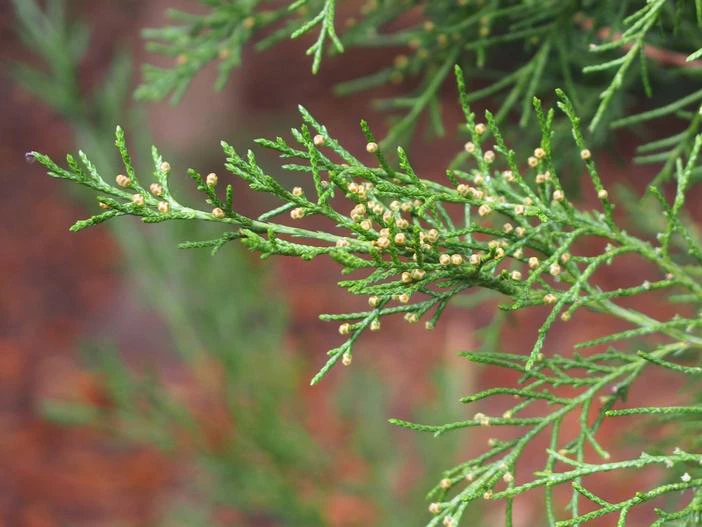 Juniperus pseudosabina image