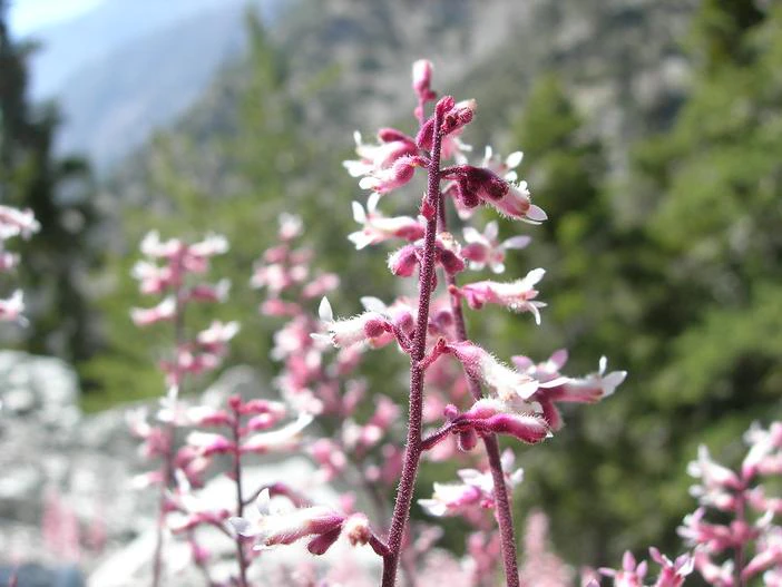 Heuchera caespitosa image
