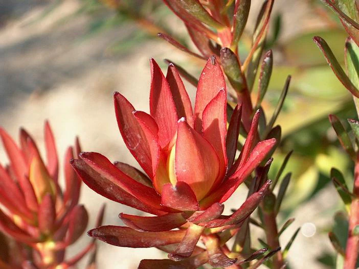 Leucadendron salignum image