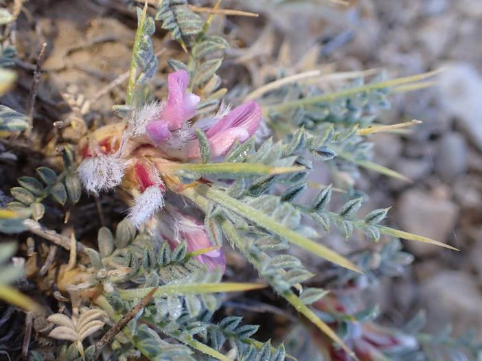 Astragalus bethlehemiticus image