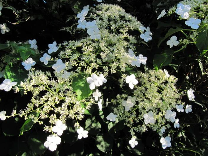 Hydrangea petiolaris image