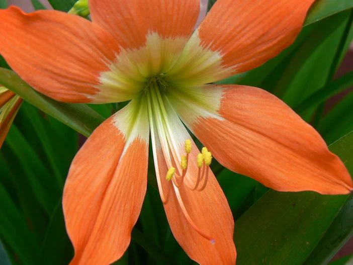 Hippeastrum puniceum image