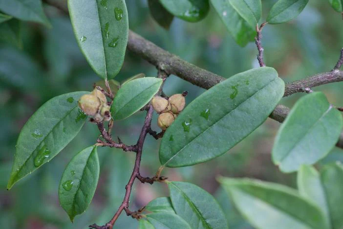 Sycopsis sinensis image