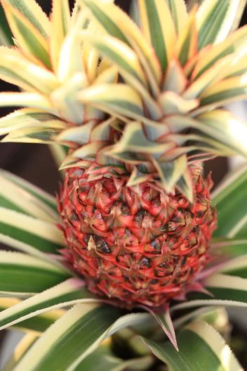 Ananas comosus var. bracteatus image