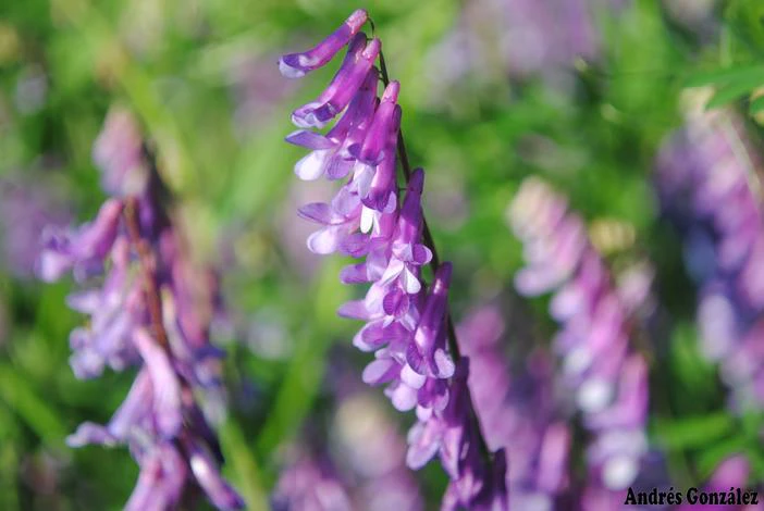 Vicia villosa subsp. varia image