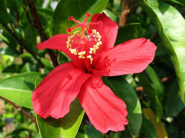 Hibiscus kokio image