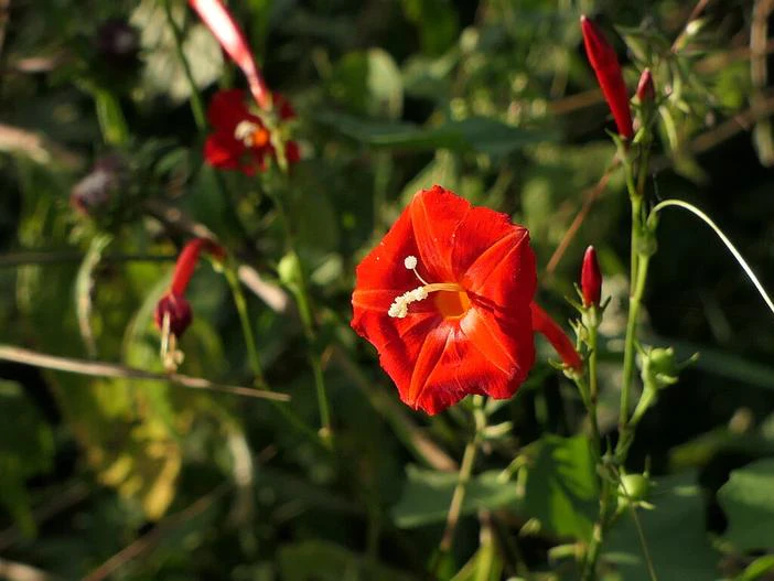 Ipomoea hederifolia image