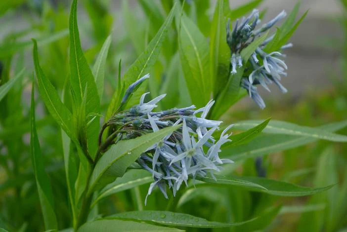 Amsonia illustris image