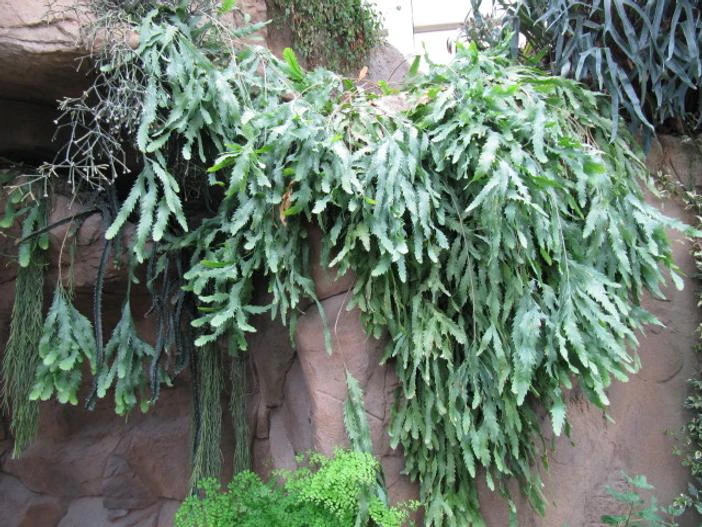 Lepismium houlletianum image