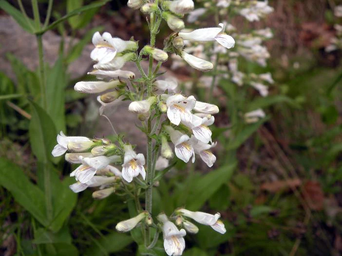 Penstemon pallidus image