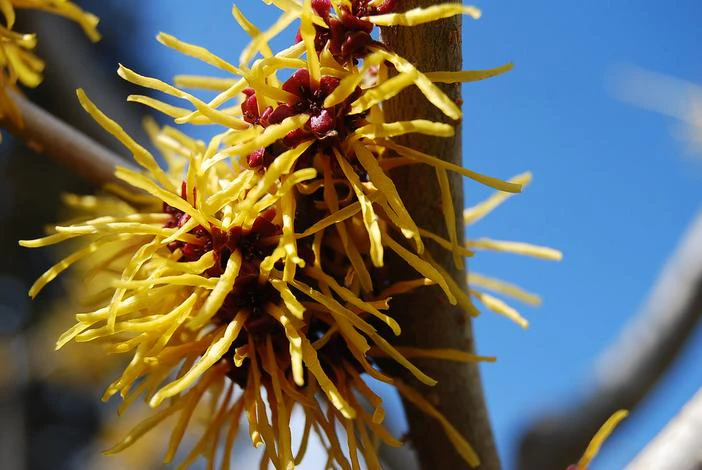 Hamamelis japonica image