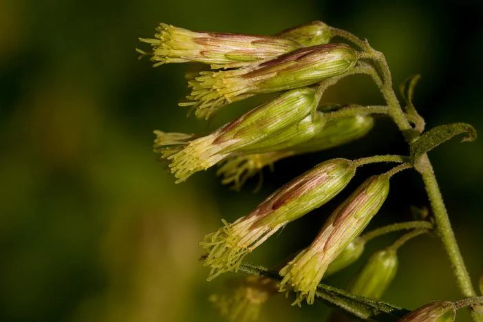 Brickellia rusbyi image