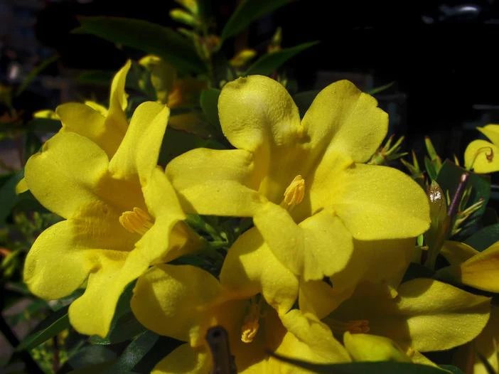 Jasminum humile image