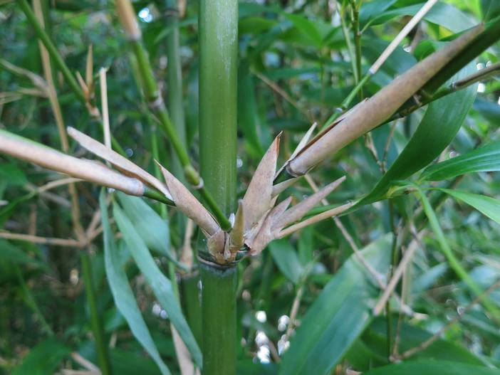 Semiarundinaria fastuosa image