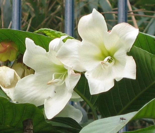 Beaumontia grandiflora image