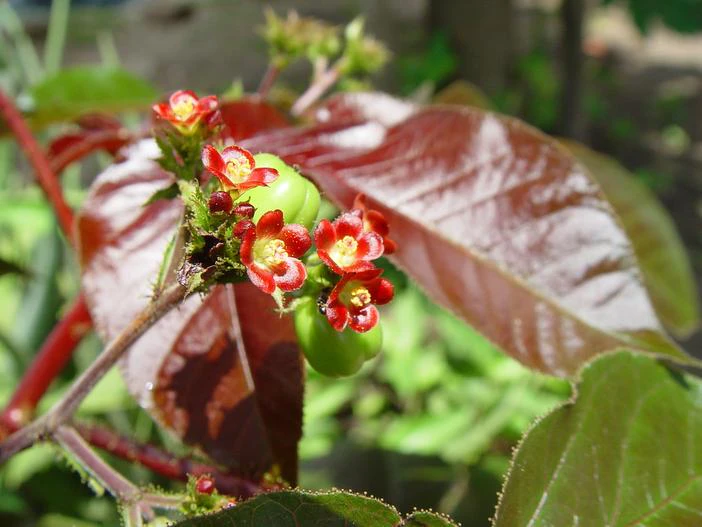 Jatropha gossypiifolia image